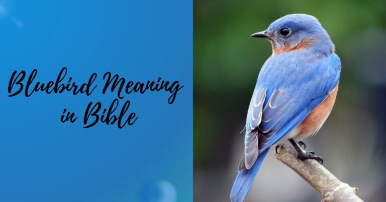 Bluebird Meaning in Bible