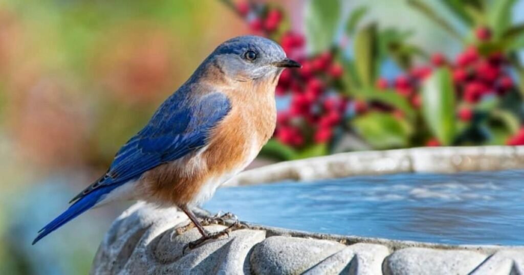 Bluebird Necessary In Life