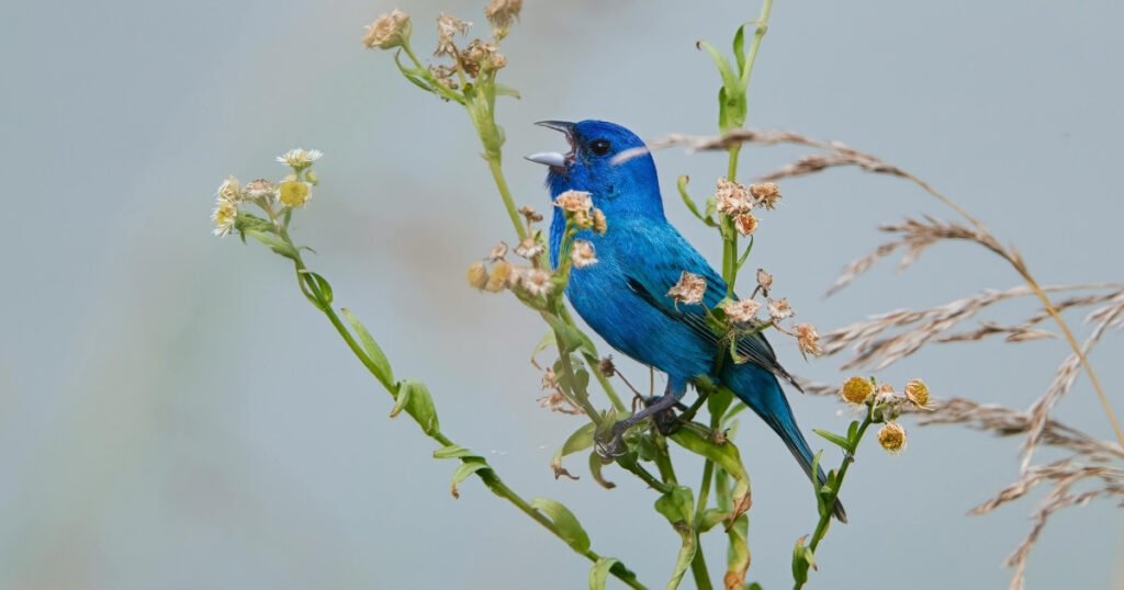 blue bird meaning