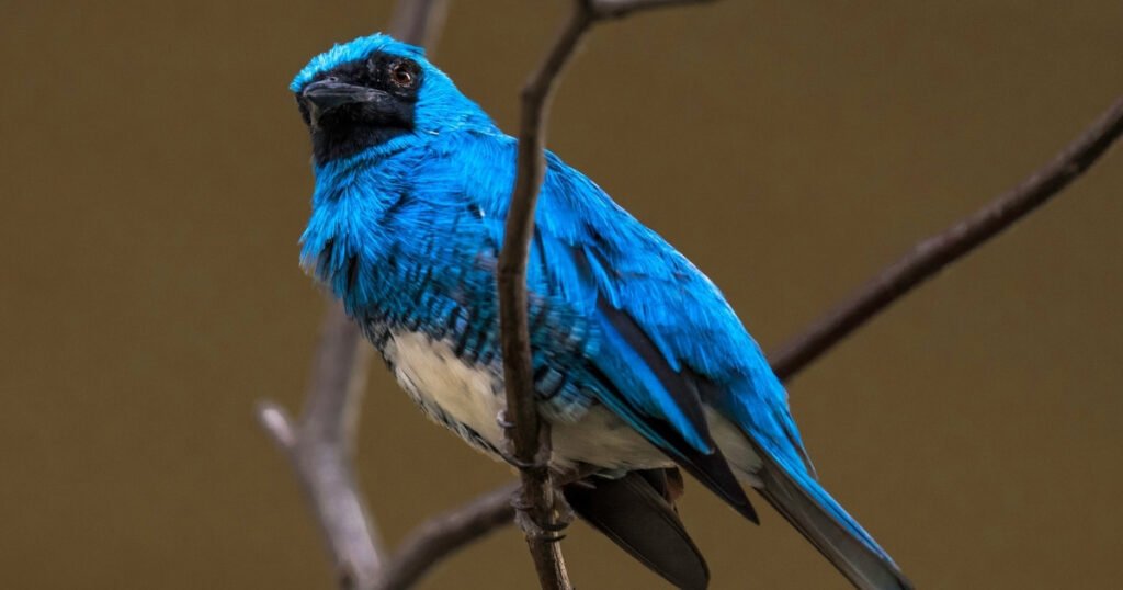 bluebird symbolism